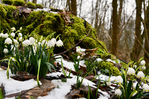 blühende Märzenbecher auf einem schneebedeckten Waldboden
