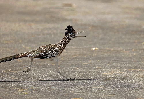 Pájaro correcaminos mayor de pie en una acera pavimentada, con su largo pico apuntando hacia el suelo photo