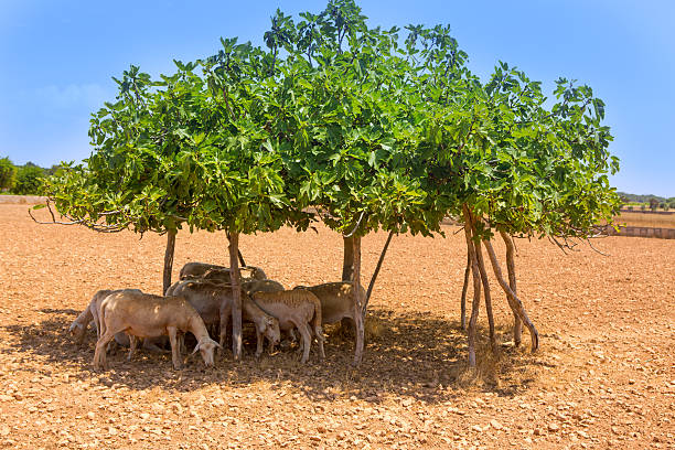 flock of sheep under fig tree shadow on summer