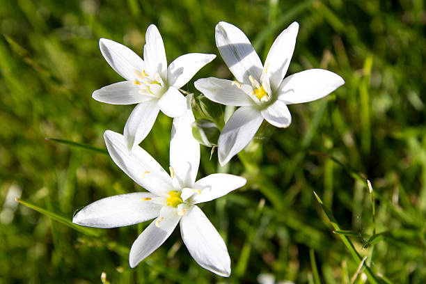 istock Spring flower Star of Bethlehem 159011752