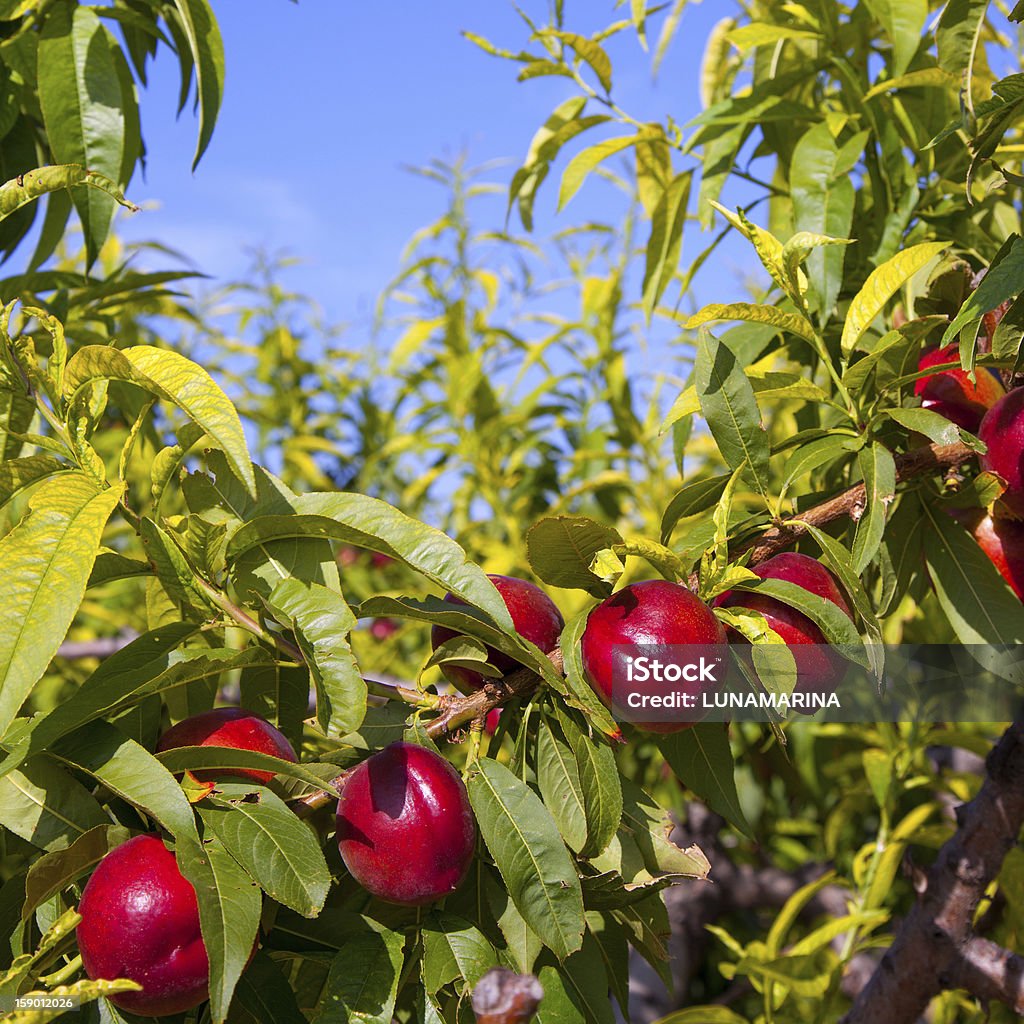 Nectarina frutas en un árbol con color rojo - Foto de stock de Agricultura libre de derechos