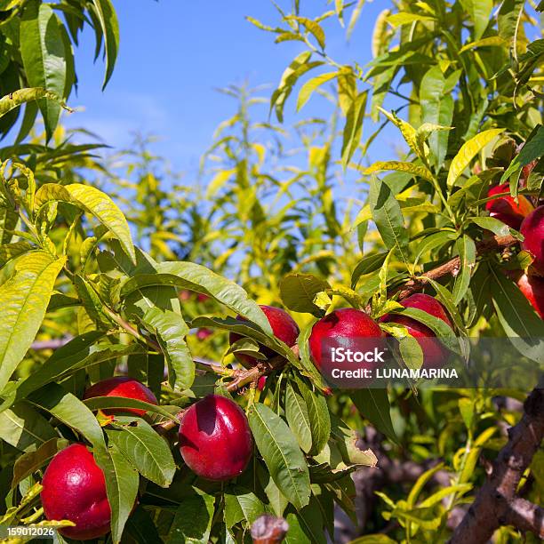 Nectarina Frutas En Un Árbol Con Color Rojo Foto de stock y más banco de imágenes de Agricultura - Agricultura, Alimento, Azul