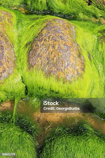 海藻 - カラフルのストックフォトや画像を多数ご用意 - カラフル, ケルプ, ニュージーランド