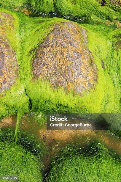 Foto de Algas Marinhas e mais fotos de stock de Alga - Alga, Alga de grande porte, Alga marinha