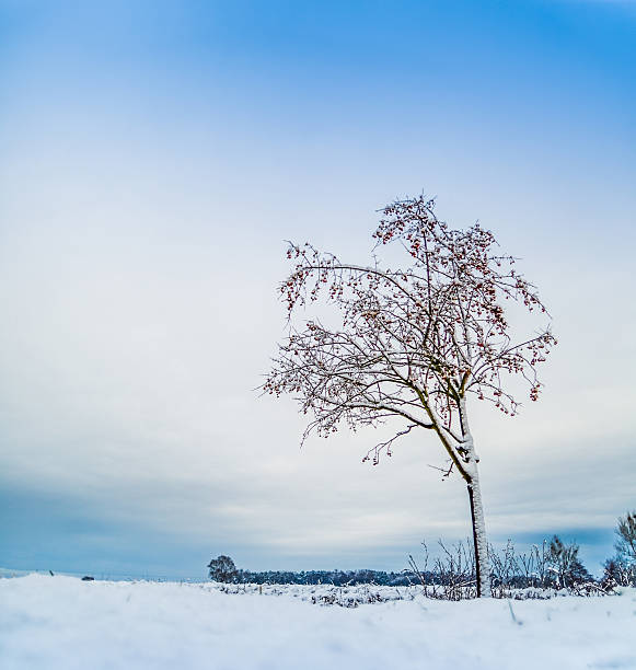 Árvore de inverno - foto de acervo
