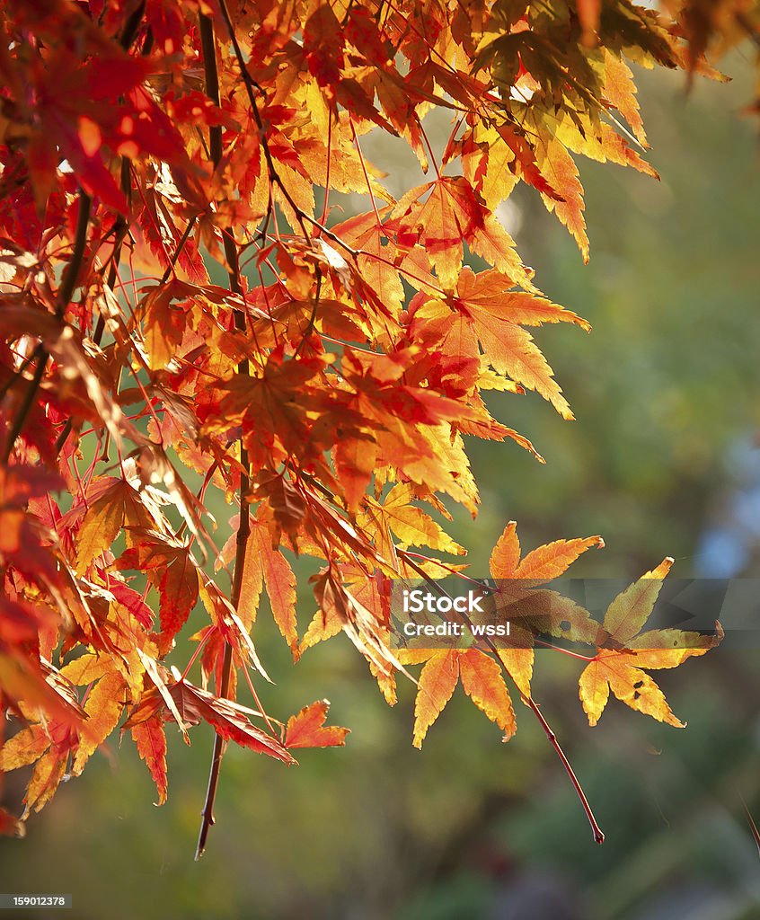 Foglie di acero autunno - Foto stock royalty-free di Acero