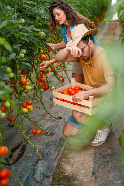istock Exhausted man in squatting position wiping sweat from forehead while holding crate with tomatoes 1590123974