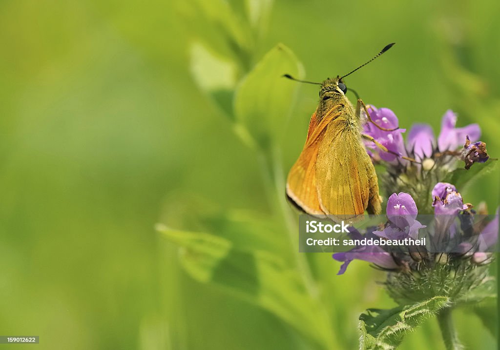 Schönes Braun Schmetterling - Lizenzfrei Blume Stock-Foto