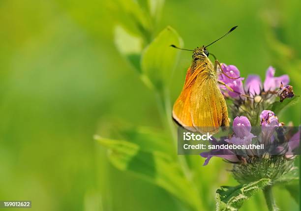 Foto de Bela Brown e mais fotos de stock de Borboleta - Borboleta, Ecossistema, Flor