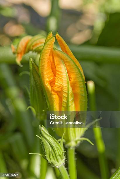 Flor De Calabacín Foto de stock y más banco de imágenes de Agricultura - Agricultura, Alimento, Amarillo - Color