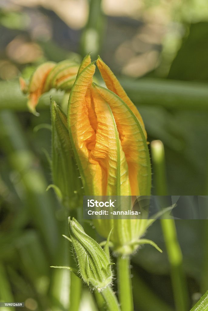 Flor de abobrinha - Foto de stock de Abobrinha royalty-free