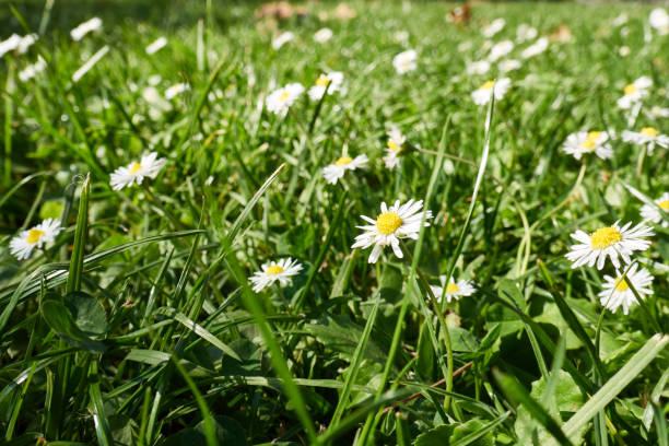 istock flowers, grass, trees and natural texture 1590132475