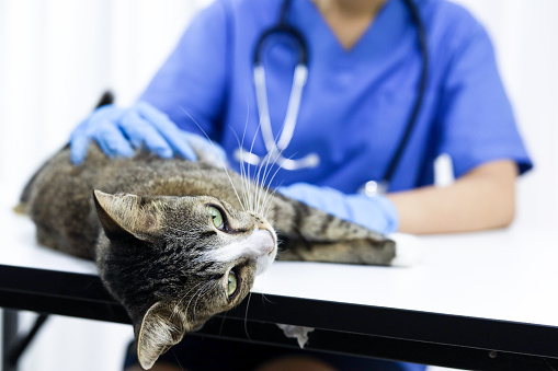 Gato en la mesa de examen de la clínica veterinaria. Atención veterinaria. Médico veterinario y gato. photo