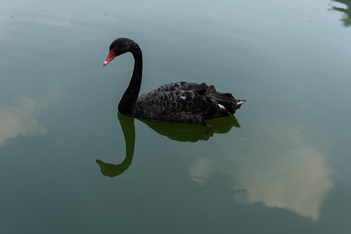 Close up of Black Swan in Lake Water