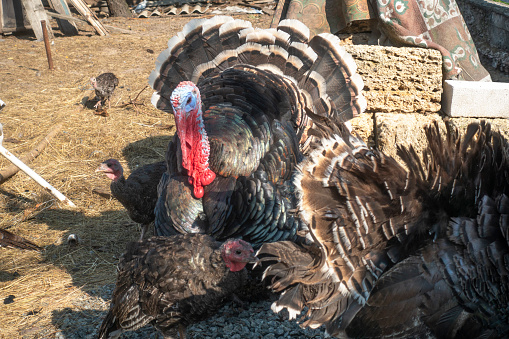 A family of turkeys in the village yard in summer