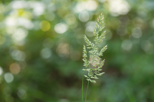 Common meadow-grass plant on a blur bokeh green background, Poa pratensis, selective focus. Kentucky bluegrass, spikelet, nature, herb, flora, season, summer, botany concept