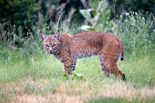Bobcat (red lynx) moving ahead, stalking, looking at camera near Colorado Springs, Colorado in western USA of North America