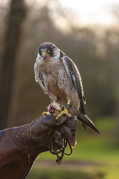 istock Falcon with food 159014123