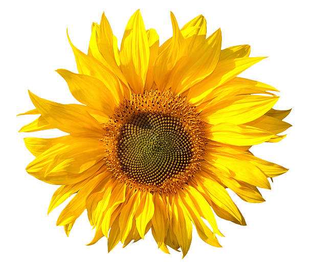 istock Yellow sunflower isolated on white background 159014327