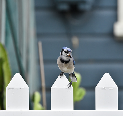 Blue Jay Bird standing in picket fence eating