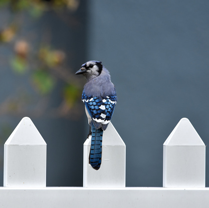 Blue Jay Bird standing in picket fence