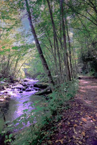 istock Hiking Path next to Stream flowing through woods in Smokey Mountains 1590170726