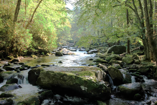 istock Cascading Stream through Forest in Smokey Mountains 1590170728