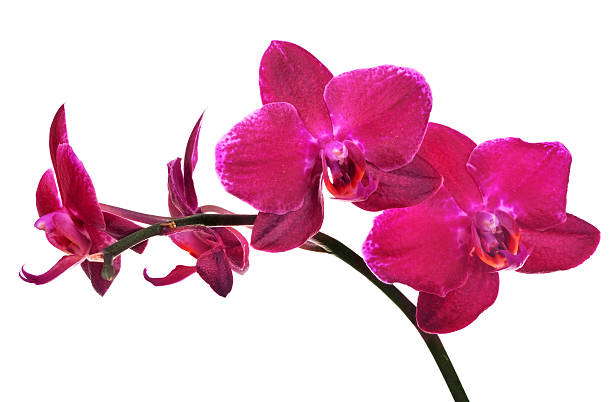 istock isolated on white branch with four red orchids 159018383