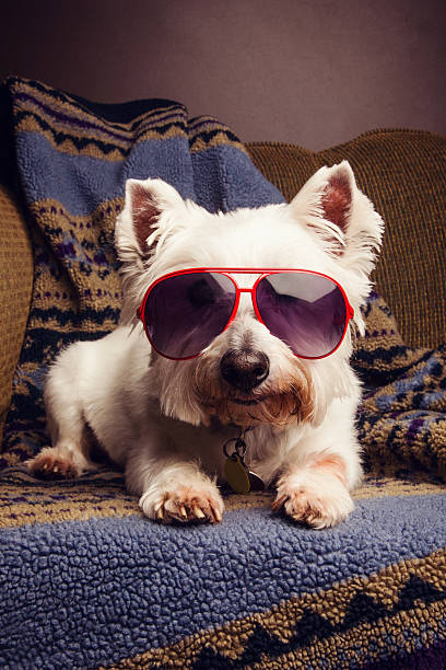 Pequeno West Highland White Terrier no Cobertor azul ocidentais sul - fotografia de stock