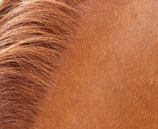 istock Horse Hair 159019005