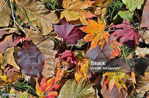 Folhas De Outono - Fotografias de stock e mais imagens de Amarelo - Amarelo, Ao Ar Livre, Beleza natural
