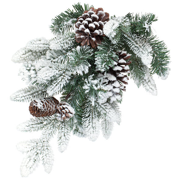 branche de sapin avec cônes recouverts de neige - pine tree pine cone branch isolated photos et images de collection