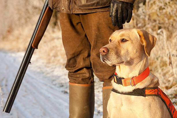 istock Hunter holding rifle with dog standing at attention 159019111