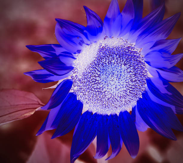 istock beautiful sunflowers from Italy (Ravenna) 1590192850