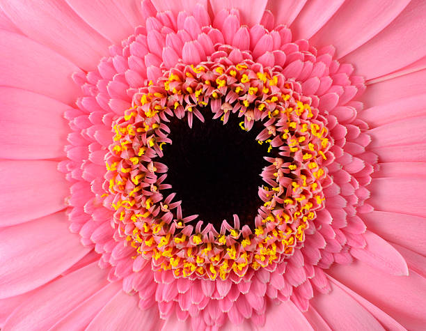perfetto gerbera rosa fiore di calendula macro - perfection gerbera daisy single flower flower foto e immagini stock