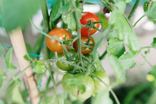 A plant of cherry tomatoes in a homegrown vegetable garden