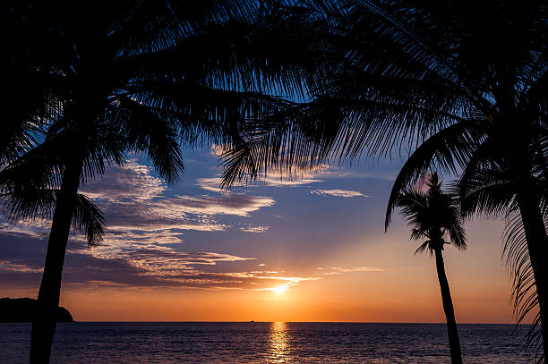 Belo pôr do sol com as palmeiras em primeiro plano - foto de acervo