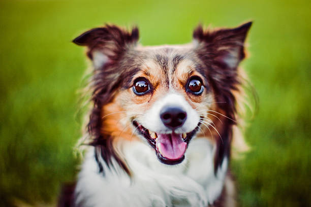 Papillon raça Cão na relva verde campo de - fotografia de stock