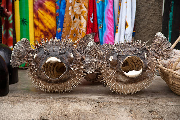 Puffer fish dried and made into a souvenir. Wearing a cute little red hat