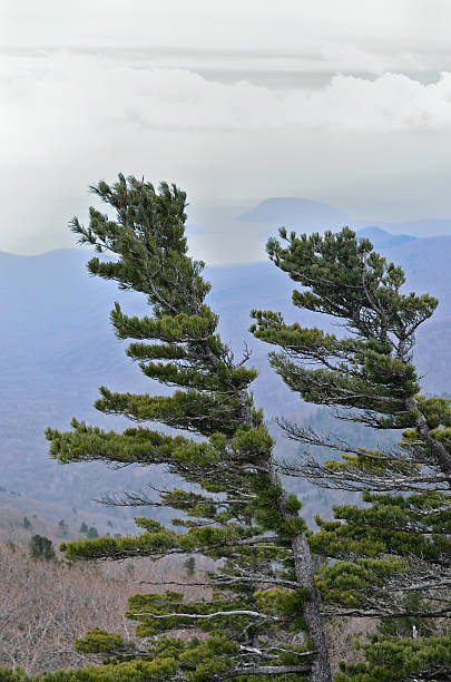 istock Tops of pines 159021857