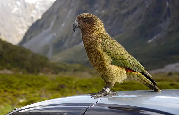 The Kea is a species of parrot found in forested and alpine regions of the South Island of New Zealand. It is mostly olive-green with a brilliant orange under its wings and has a large, narrow, curved, grey-brown upper beak. The Kea is the world's only alpine parrot.