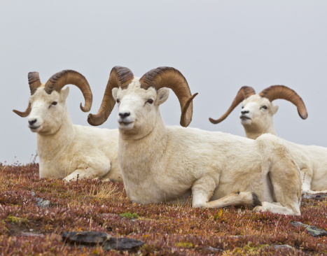 Three rams just hanging out and enjoying the view at Savage River, Denali National Park, Alaska