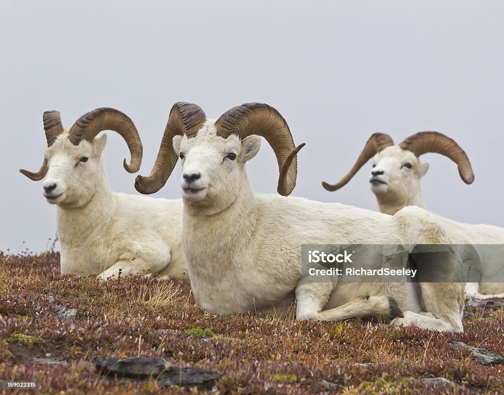 Rams Club - Royalty-free Ovelha de Dall Foto de stock