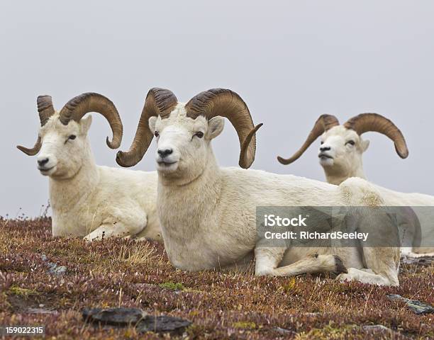 Rams Club - Fotografias de stock e mais imagens de Ovelha de Dall - Ovelha de Dall, Montanha McKinley, Ovelha - Mamífero ungulado