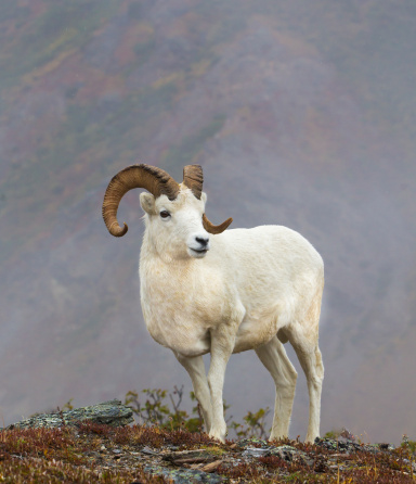 Dall sheep. Savage River, Denali National Park, Alaska