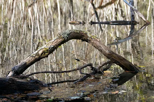 A wetland scene, rotten branch forms an inverted V shape in reflective pool