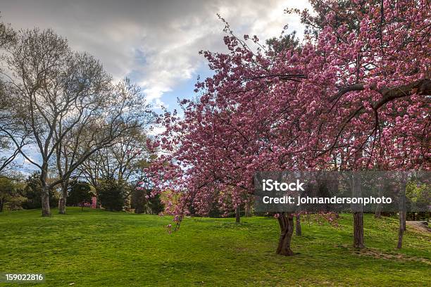 セントラルパークの桜の木 - サトザクラのストックフォトや画像を多数ご用意 - サトザクラ, ニューヨーク市, マンハッタン セントラルパーク
