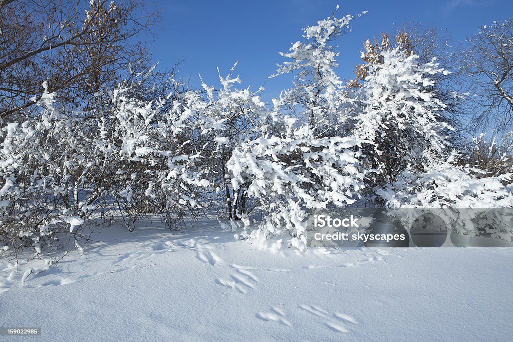 Kaninchen Titel im winter Schnee-Szene mit Bäumen - Lizenzfrei Baum Stock-Foto