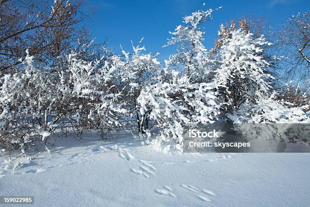 Foto de Coelho Faixas No Inverno Com Árvores De Cena Neve e mais fotos de stock de Azul - Azul, Branco, Clima polar