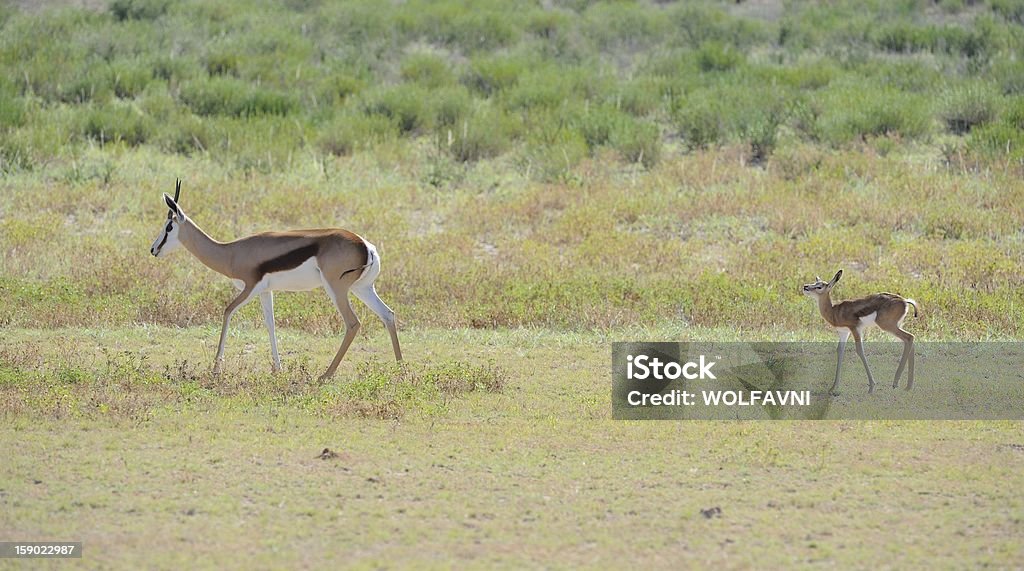 Neu geboren. - Lizenzfrei Antilope Stock-Foto